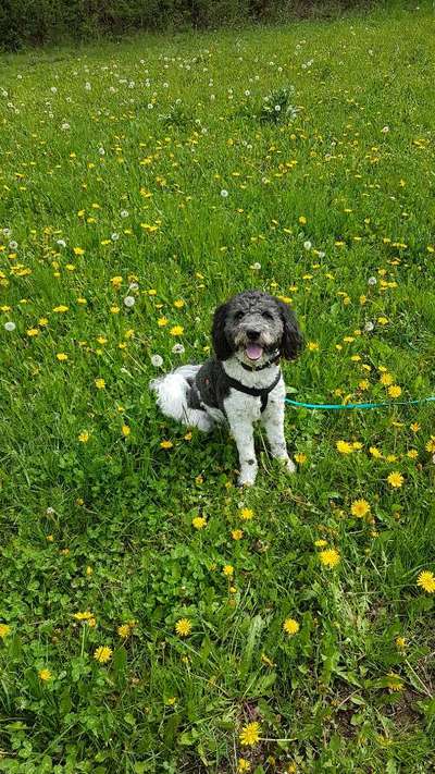 Die Dogorama Monats Challenge "Es grünt und blüht"-Beitrag-Bild