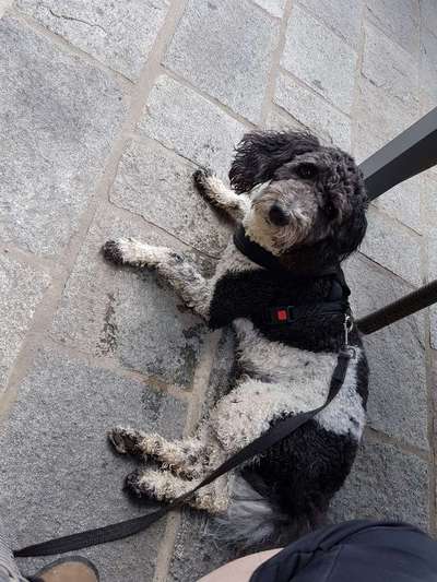 Zeigt her eure Pudel und Pudelmischlinge (:-Beitrag-Bild