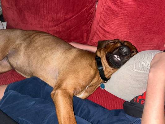 Rhodesian Ridgeback-Beitrag-Bild