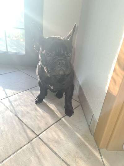 Französische Bulldoggen-Beitrag-Bild