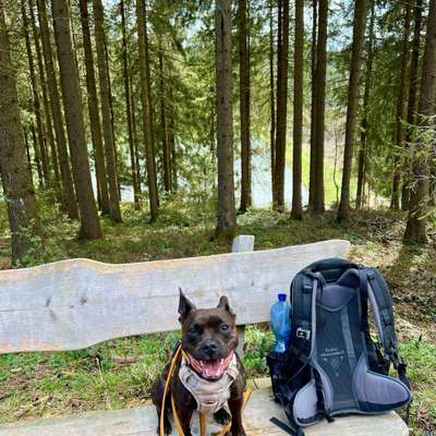 Hundetreffen-Gemeinsame Spaziergänge zum Üben-Bild