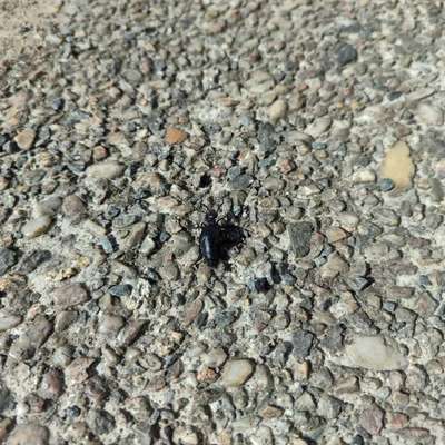 Giftköder-Ölkafer-Bild