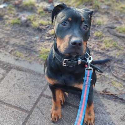 Hundetreffen-Schönauer Lachen/Kiesgrube Rückmarsdorf-Bild