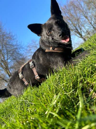 Hundetreffen-Spiel und spazieren-Bild