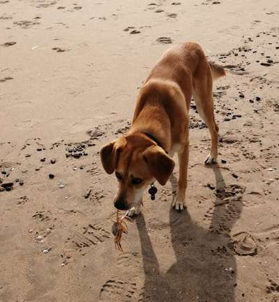 Die Dogorama Wochen Challenge: “Dein Hund im Urlaub”-Beitrag-Bild