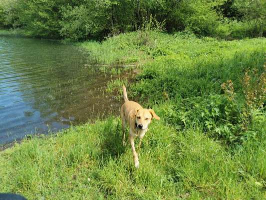 Die Dogorama Monats Challenge "Es grünt und blüht"-Beitrag-Bild