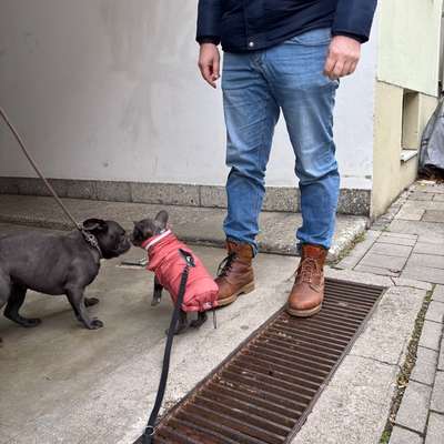 Hundetreffen-Welpentreff-Bild