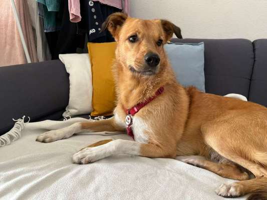 Auslandstierschutz-Beitrag-Bild