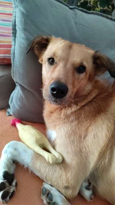 Mischlingshunde Foto Aufruf-Beitrag-Bild