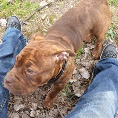 Hundetreffen-welpentreffen oder playdate
