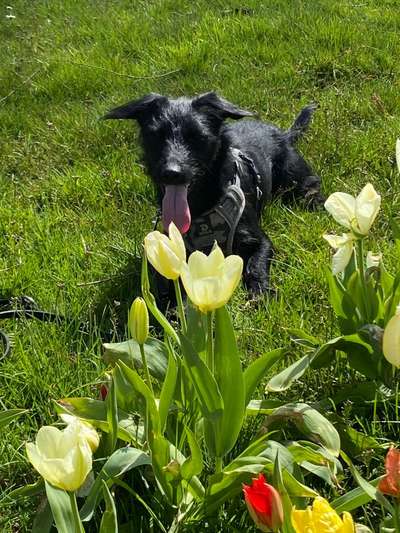 5. Hund im hohen Gras-Beitrag-Bild