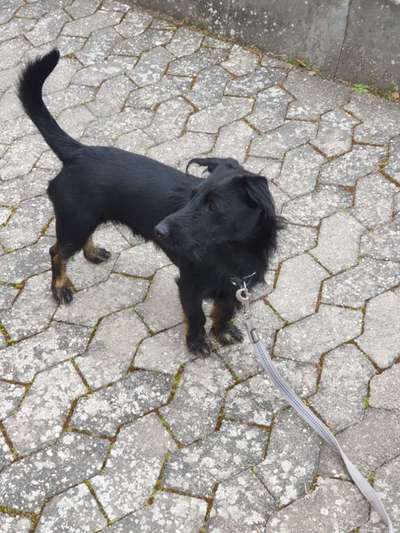 Suche Jagdterrier halter-Beitrag-Bild