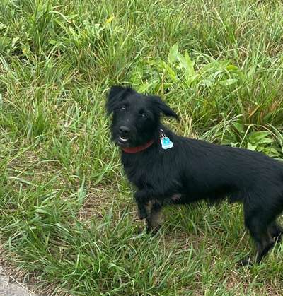 Mischlinge raten - Rätselspaß-Beitrag-Bild