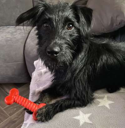 Mischlingshunde Foto Aufruf-Beitrag-Bild