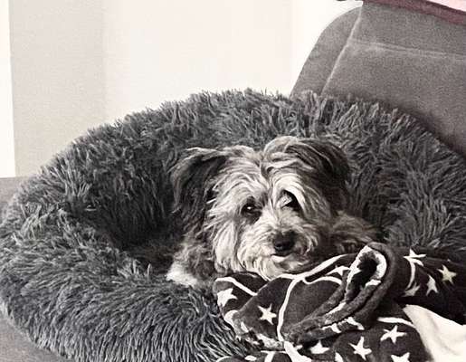 Die Dogorama Kalender Challenge Titelbild-Beitrag-Bild