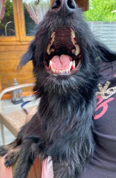 Zeige das lustigste Bild eures Hundis-Beitrag-Bild