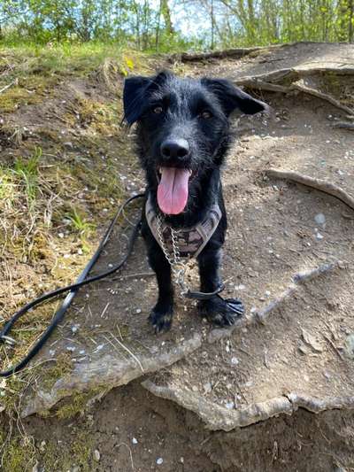 Zeigt her eure Junghunde :)-Beitrag-Bild