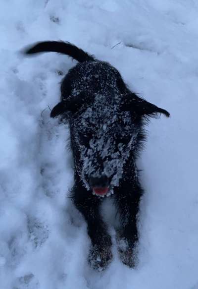 Dogorama Photo Challenge - Portrait-Beitrag-Bild