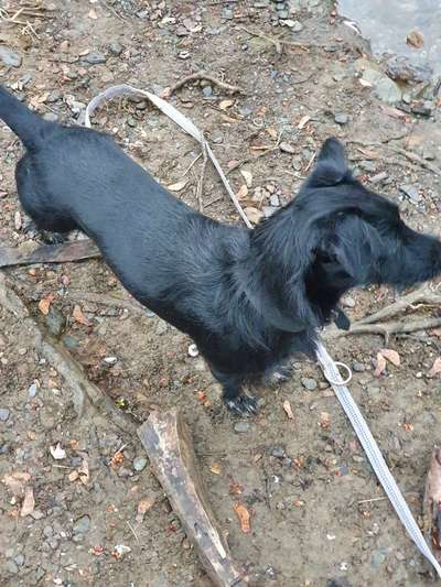 Sind hier Deutsch Kurzhaar/ Jagdhunde?-Beitrag-Bild