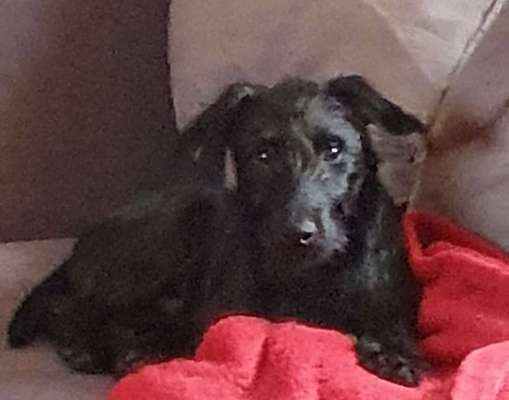 Welpen Bilder !-Beitrag-Bild