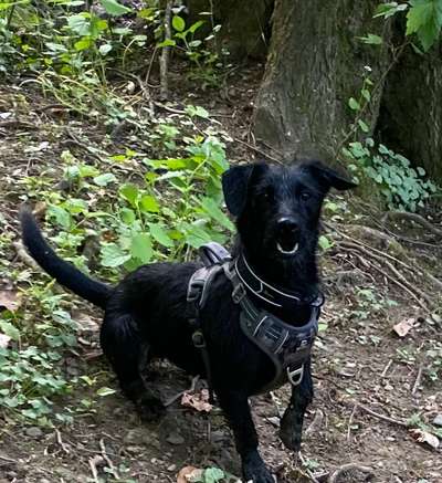 Dogorama Photo Challenge - Märchenwald-Beitrag-Bild