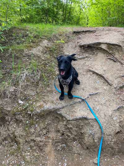 Suche Jagdterrier halter-Beitrag-Bild