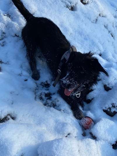 Dogorama Photo Challenge - Winterstimmung-Beitrag-Bild