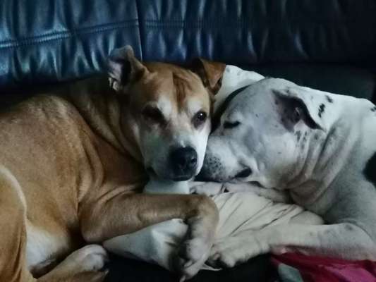 Hundetreffen-Würde mich freuen hier Hunde Freunde für gemeinsame Gassi runden zu finden. Zeitlich sind wir flexib-Bild