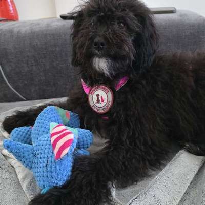 TierschutzhundeStammtisch🐕-Beitrag-Bild