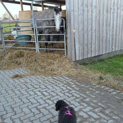 TierschutzhundeStammtisch🐕-Beitrag-Bild