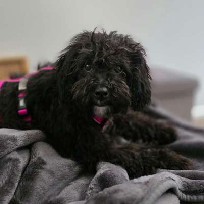 TierschutzhundeStammtisch🐕-Beitrag-Bild