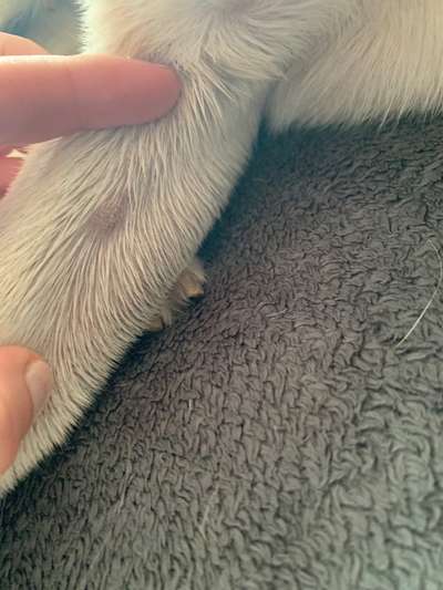 Hubbel unter der Haut//was könnte das sein?-Beitrag-Bild