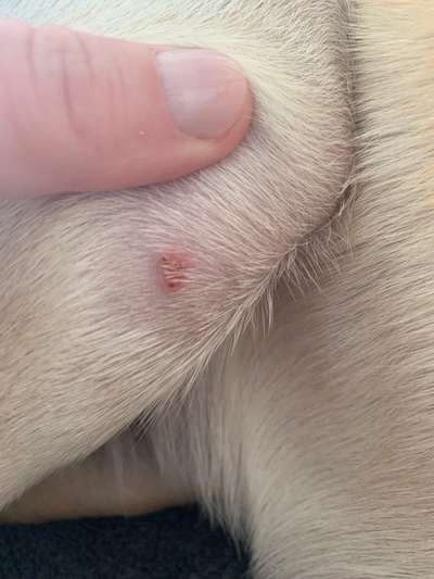 Hubbel unter der Haut//was könnte das sein?-Beitrag-Bild