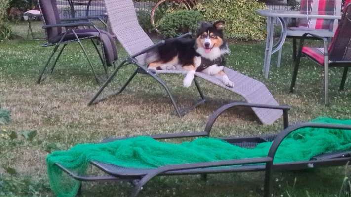 Dogorama Photo Challenge - Schattiges Plätzchen-Beitrag-Bild