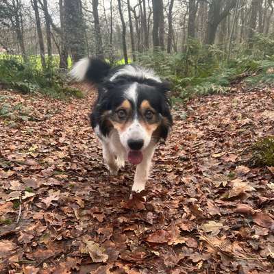 Hundetreffen-Gemeinsame Gassi/ tobe Runden-Bild