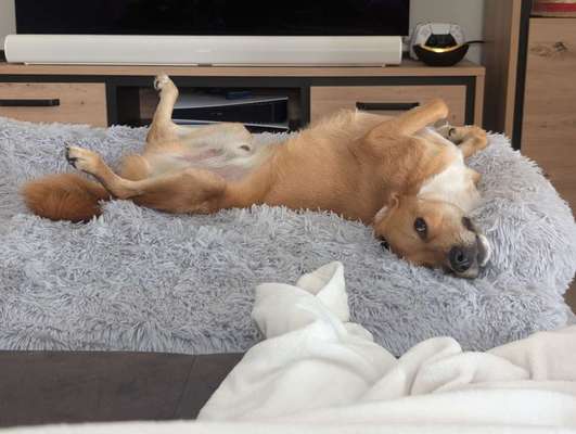 TierschutzhundeStammtisch🐕-Beitrag-Bild