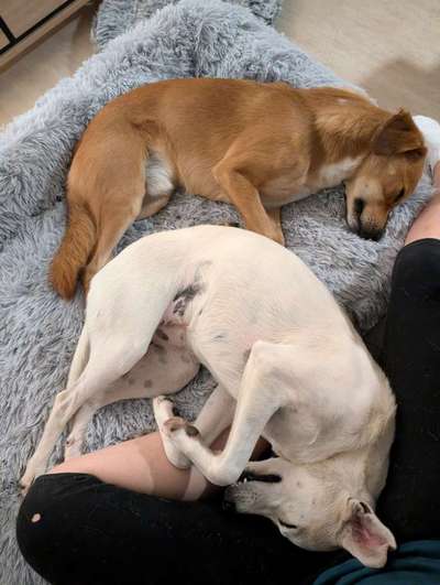 TierschutzhundeStammtisch🐕-Beitrag-Bild