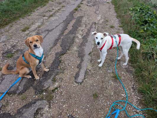 TierschutzhundeStammtisch🐕-Beitrag-Bild