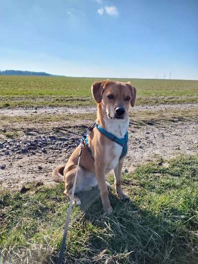 Auslandstierschutz-Beitrag-Bild