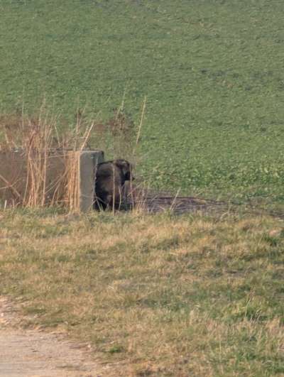 TierschutzhundeStammtisch🐕-Beitrag-Bild