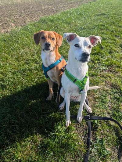 TierschutzhundeStammtisch🐕-Beitrag-Bild