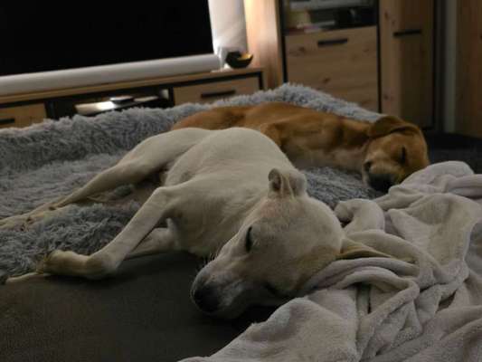 Zweithund (Welpe) und Ersthund zusammenführen-Beitrag-Bild