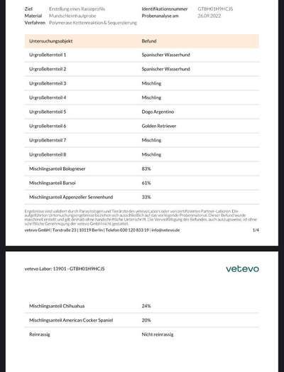 TierschutzhundeStammtisch🐕-Beitrag-Bild