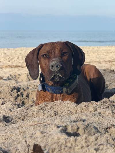 Hundetreffen-Pfotenpower 🐾-Bild