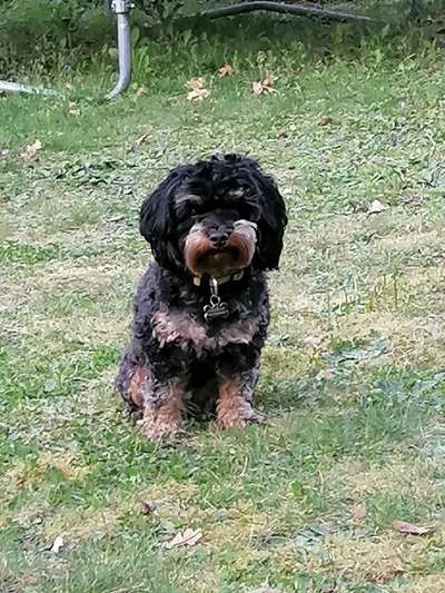 Hundetreffen-Heute an Halloween Gassi gehen in Rödermark und Umgebung-Bild