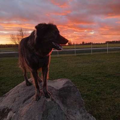 Hundetreffen-Hundekontakt-Bild