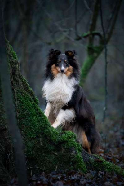 Dogorama Photo Challenge - Märchenwald-Beitrag-Bild