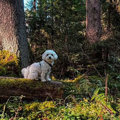 Hundetreffen-Gassi gehen | Spielen-Bild