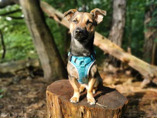 Patellaluxation-Beitrag-Bild