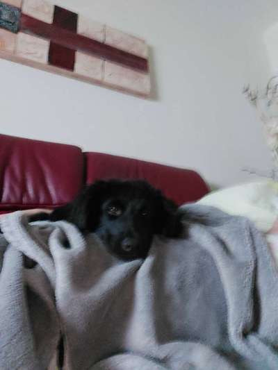 Wo habt ihr eure Hunde her ?-Beitrag-Bild